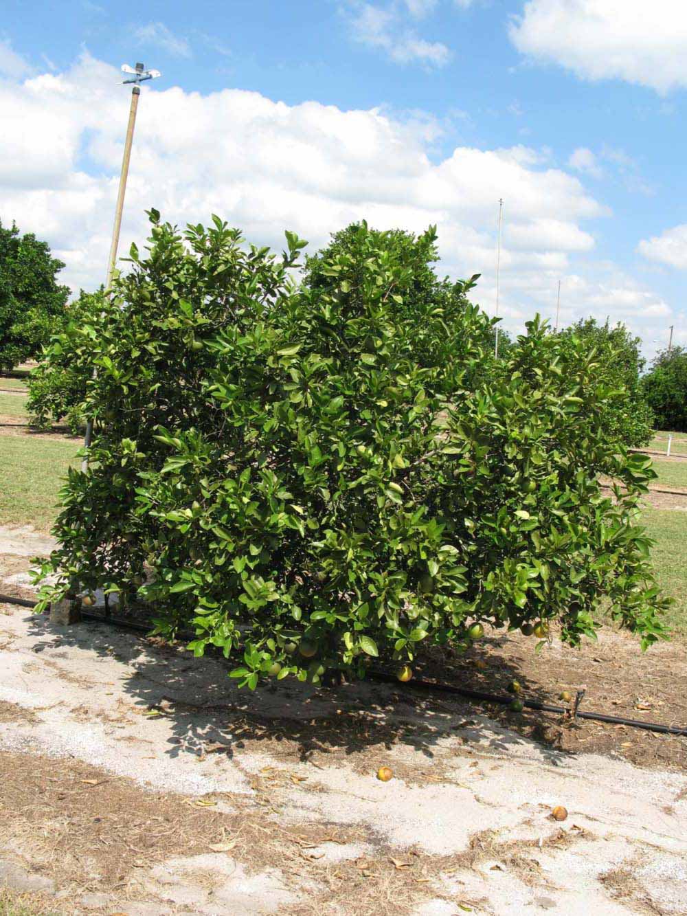            Habit (Winter Haven, FL)   